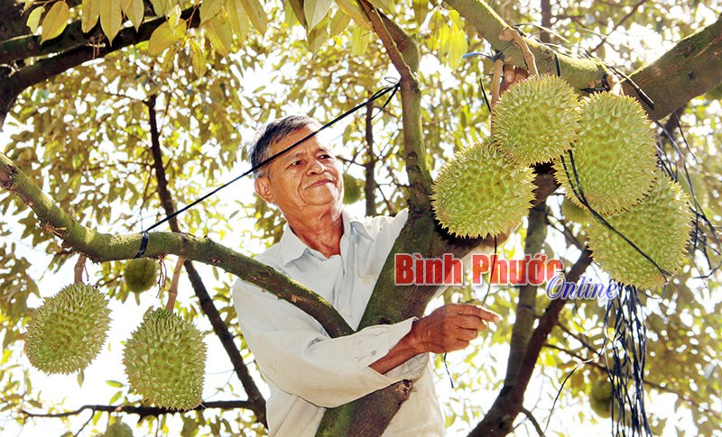 Thu tiền tỷ từ trồng sầu riêng