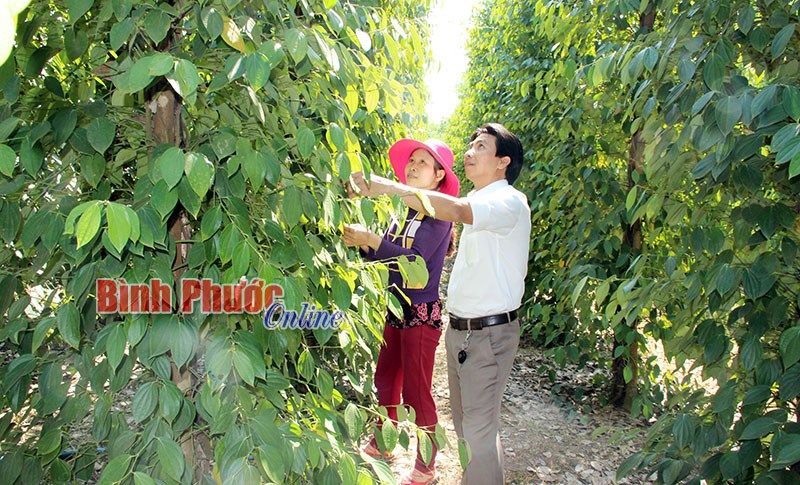 Hồ tiêu và con đường dẫn dắt thị trường thế giới - Bài 8