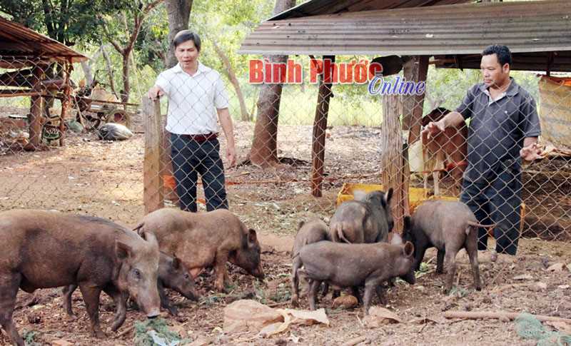 Tổ hợp tác - nơi gắn kết và tìm đầu ra trong chăn nuôi