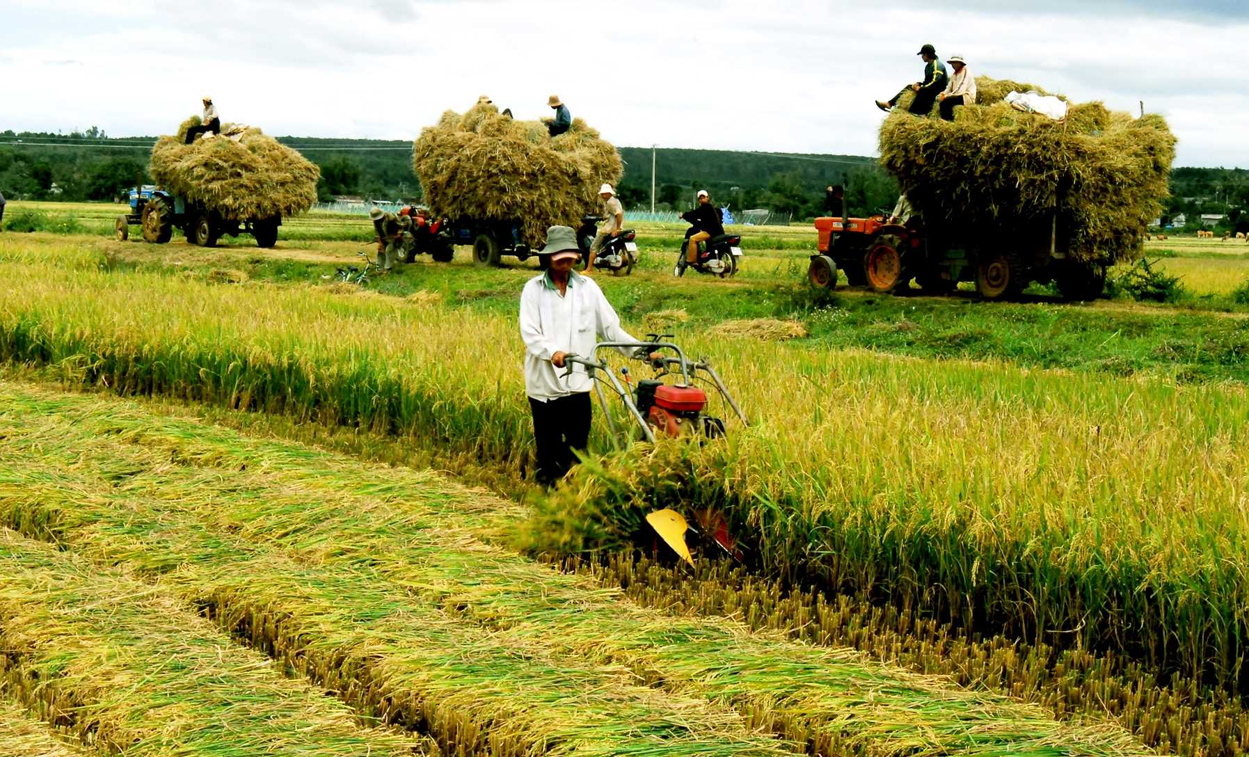 Trách nhiệm thực hiện chính sách khuyến khích doanh nghiệp đầu tư vào nông nghiệp, nông thôn