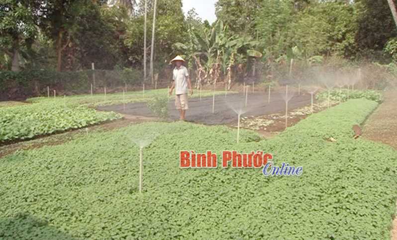 Trồng rau theo phương pháp hữu cơ cho thu nhập cao