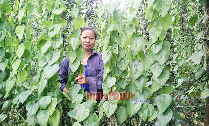 Trồng sương sâm khi tiêu mất giá