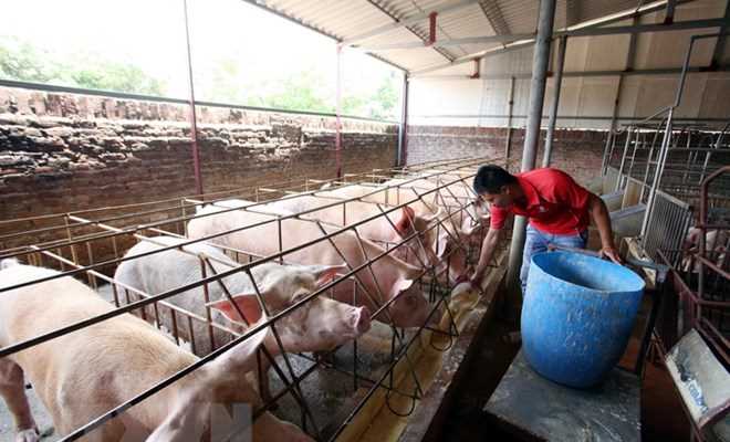 Khuyến cáo người chăn nuôi không găm hàng chờ giá heo tăng cao