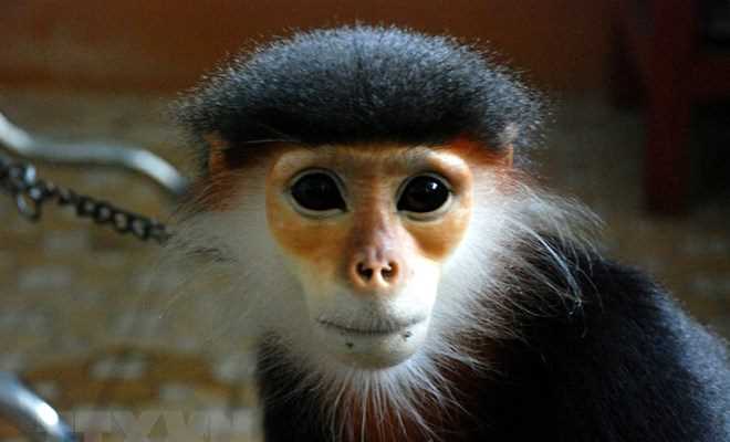 Cất giữ động vật quý hiếm, một người bị phạt hơn 350 triệu đồng