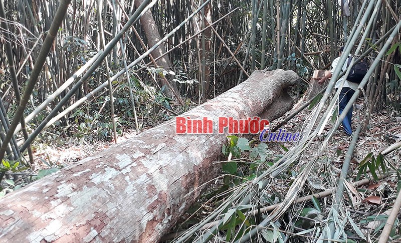  Ươi rừng “kêu cứu”