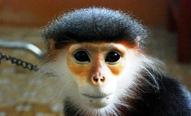 Quá nhiều lỗ hổng trong quản lý thực vật, động vật rừng nguy cấp