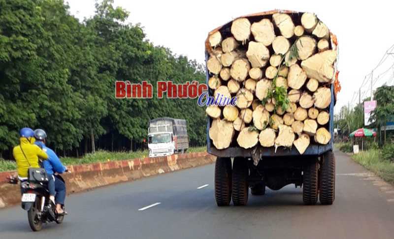 Xe chở gỗ gây nguy hiểm