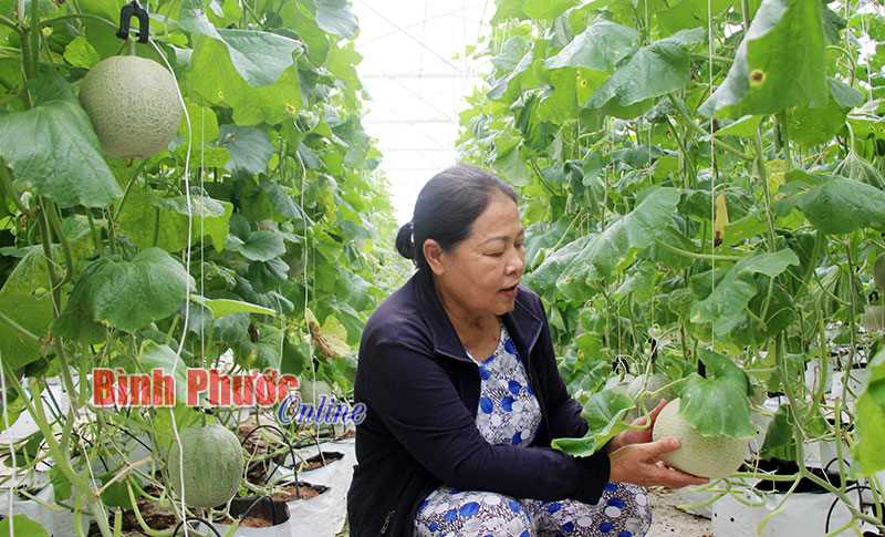 “Tuổi cao - gương sáng” trong sản xuất - kinh doanh