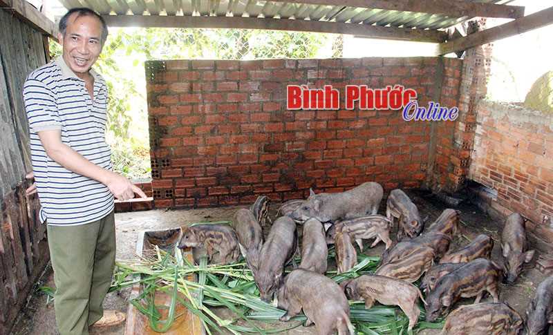 Phát triển đàn heo rừng lai ở Long Thủy