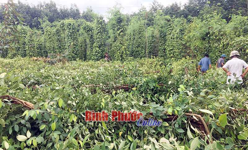 Thanh Phú: Giông lốc làm gãy đổ hơn 700 trụ tiêu