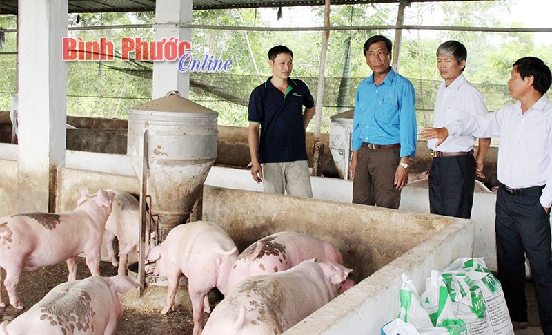 Không chủ quan trước dịch tả lợn Châu Phi