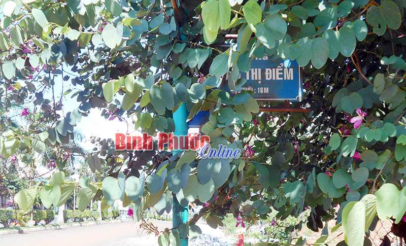 Biển chỉ dẫn núp tán cây