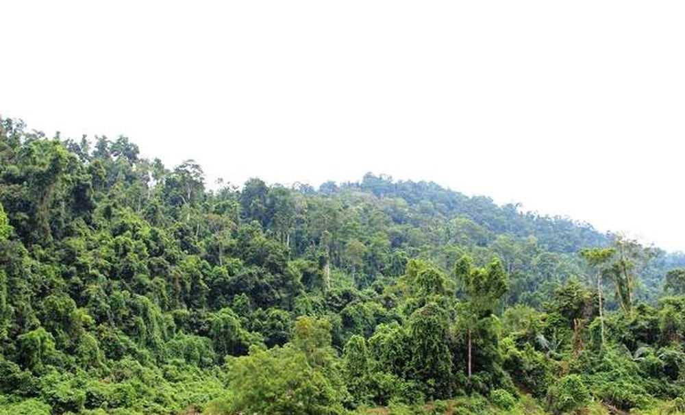 Giao khoán bảo vệ 40.117,5 ha rừng