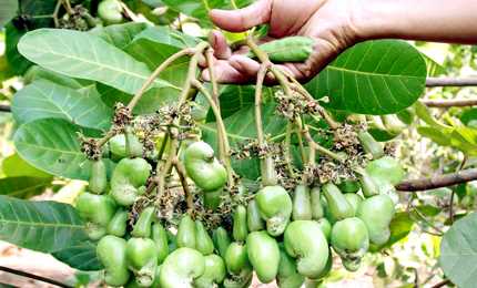 Toàn tỉnh có 71.612 hộ trồng điều