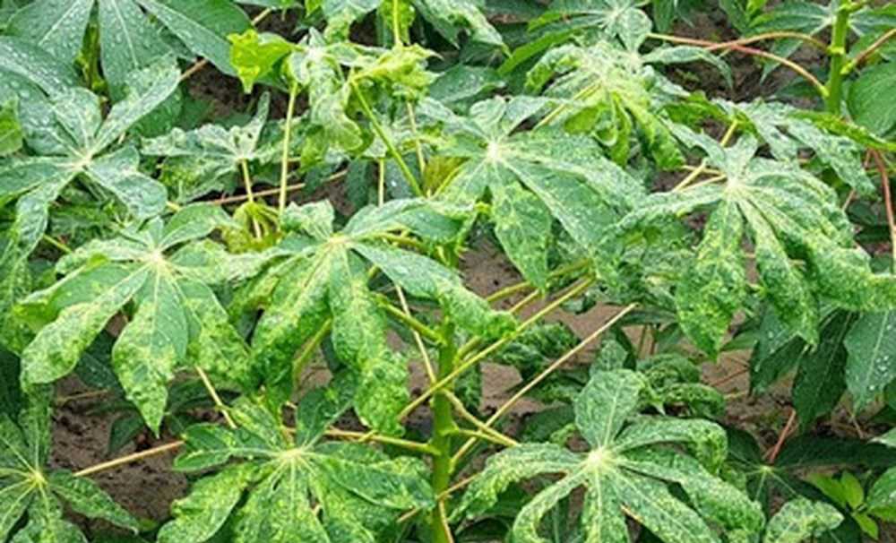 Nghiêm cấm mua bán, trồng giống mì HLS 11