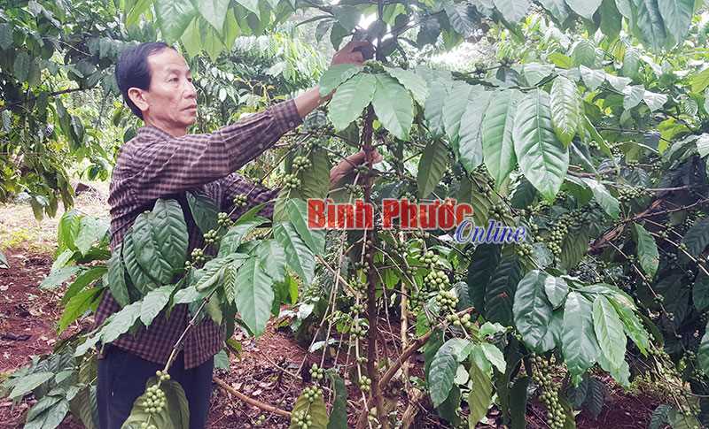 Người trồng cà phê lo lắng trước vụ mùa