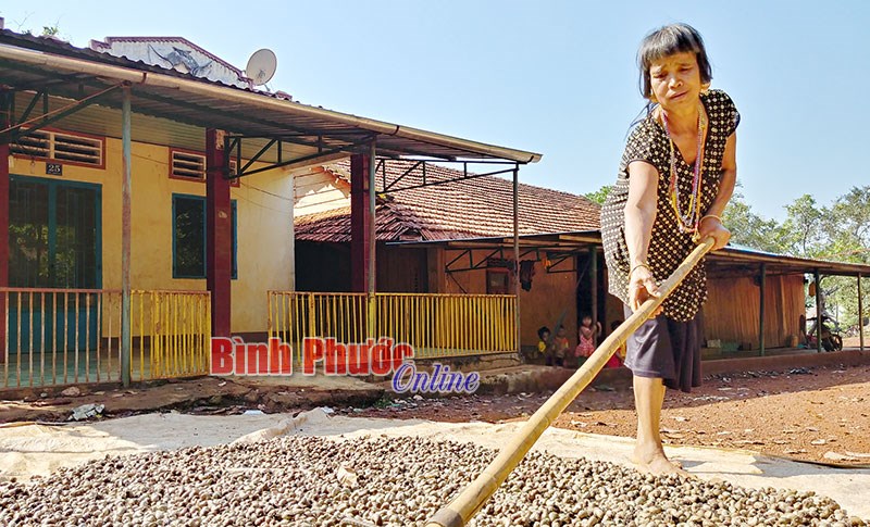 Xây dựng và bảo vệ thương hiệu hạt điều Việt Nam - Bài 2