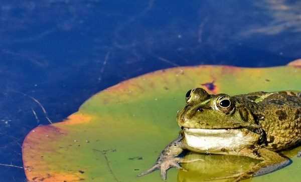 Phát hiện loài ếch đặc biệt phát ra âm thanh giống tiếng... dê