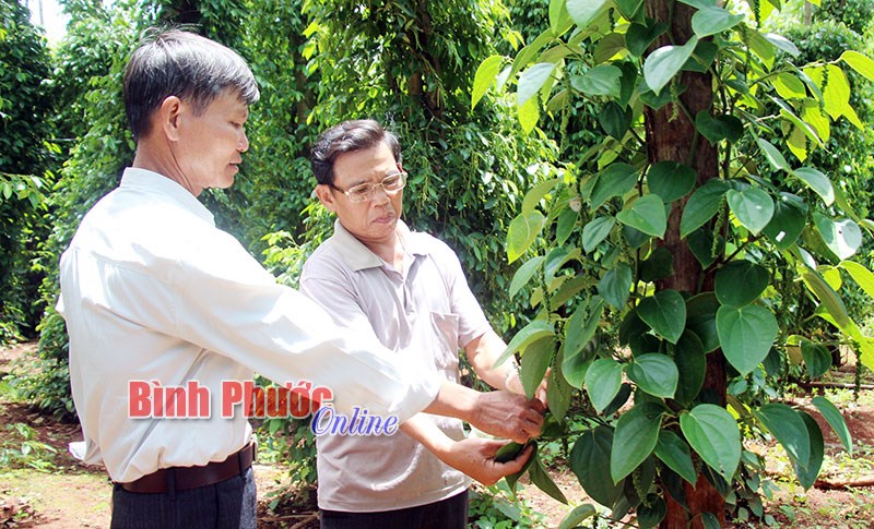 Những cựu chiến binh làm theo Bác