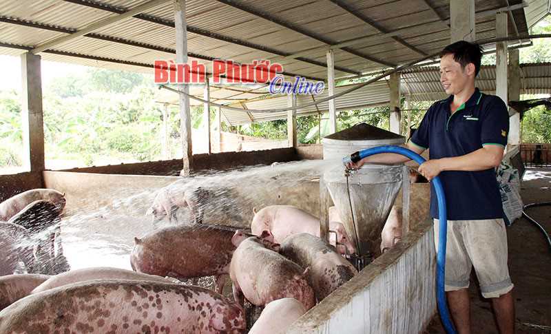 Khẩn trương ngăn chặn nguy cơ xâm nhiễm bệnh dịch tả lợn châu Phi