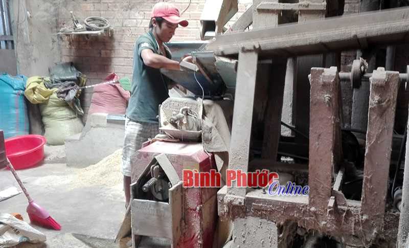 Bài toán khó từ cây lúa An Khương
