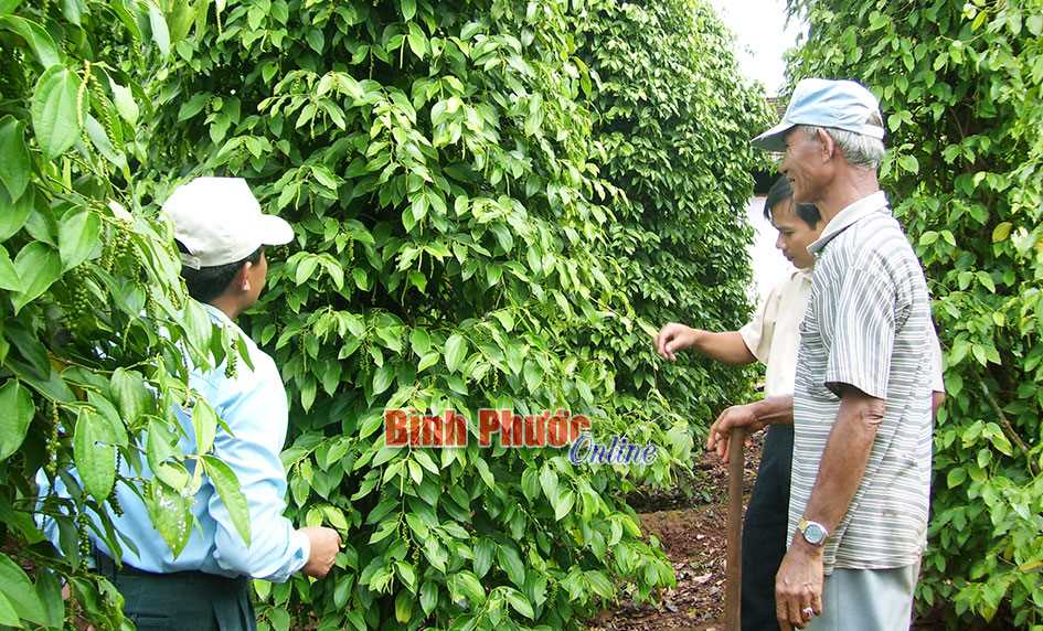 Hội thảo nâng cao nhận thức về sản xuất hồ tiêu bền vững