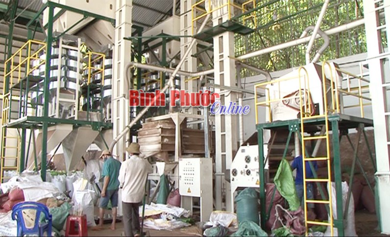 Bảo vệ thương hiệu “hồ tiêu Lộc Ninh”