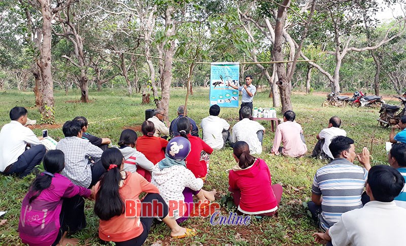 Bù Đăng tập trung phát triển cây điều