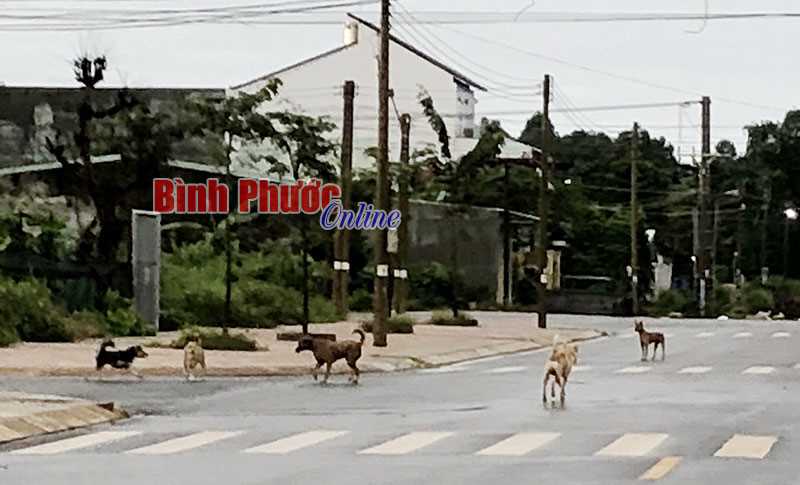 Hiểm họa từ việc thả rông chó