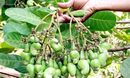 Nhân rộng 5 giống điều đầu dòng địa phương