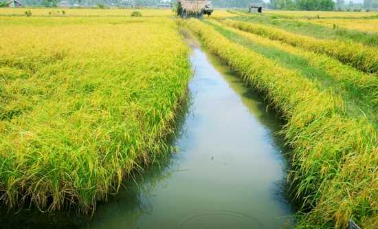 Chuyển đổi cơ cấu cây trồng trên đất trồng lúa