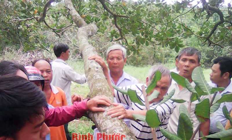 Tập huấn quy trình trồng, chăm sóc và kỹ thuật ghép cây điều