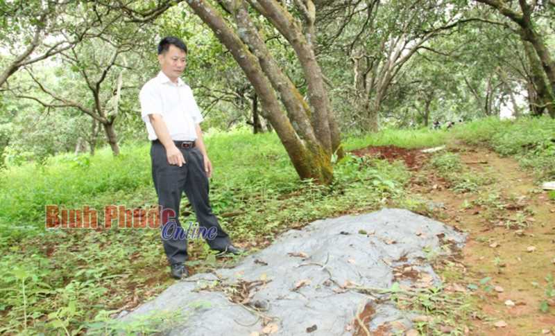 Đổi mới tư duy canh tác trên vườn cây