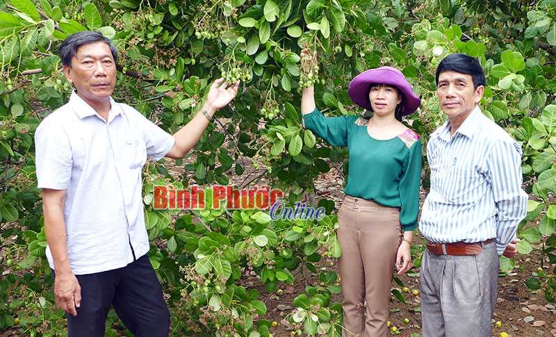 Đồng Xoài: 24 hợp tác xã, tổ hợp tác đang hoạt động