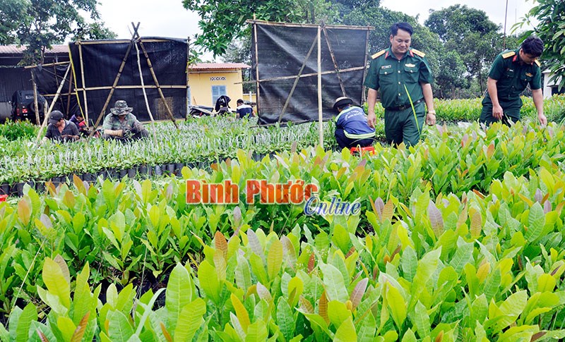 Phối hợp hỗ trợ điều giống: Thấm đậm nghĩa tình quân - dân