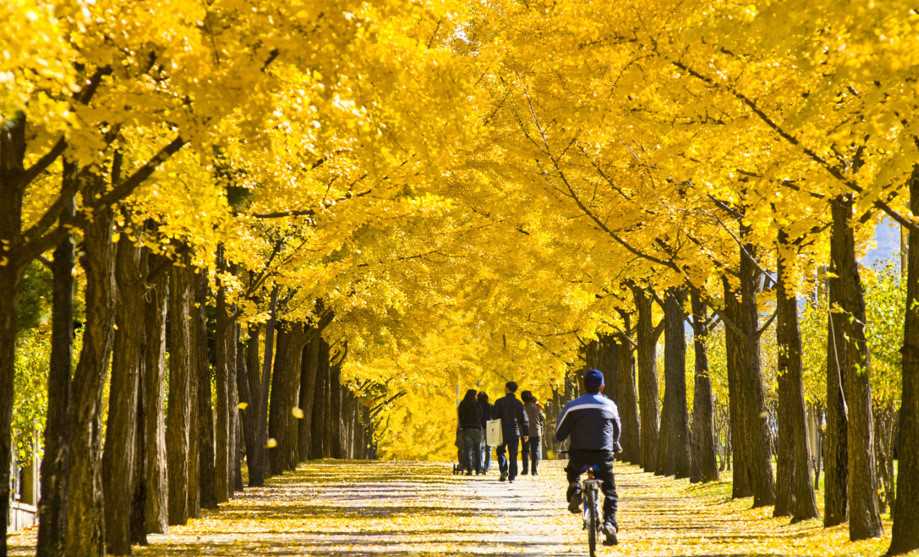 Vẻ đẹp lãng mạn của Hàn Quốc khi vào thu