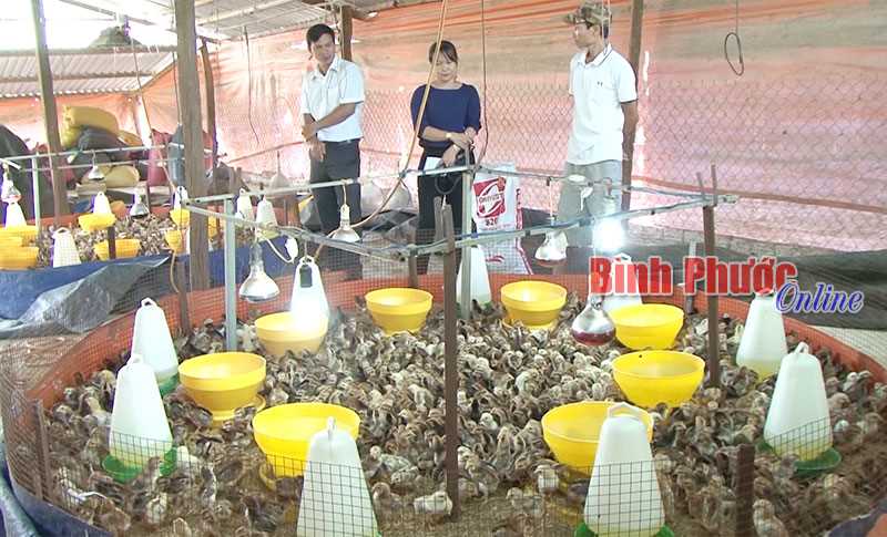 Tỷ phú nuôi gà ta