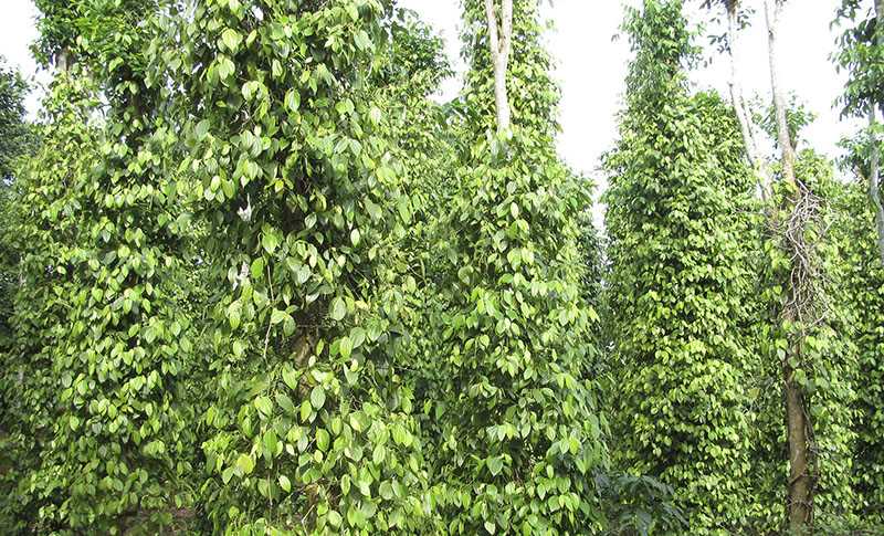 Tập huấn nhân rộng mô hình tưới tiết kiệm cho hồ tiêu