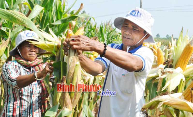 Hớn Quản có 209 trang trại