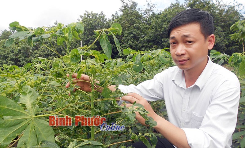 Đồng Phú tích cực phòng, chống bệnh khảm lá mì