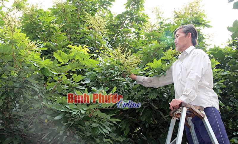 Linh hoạt thành lập tổ hợp tác, chi hội nghề nghiệp