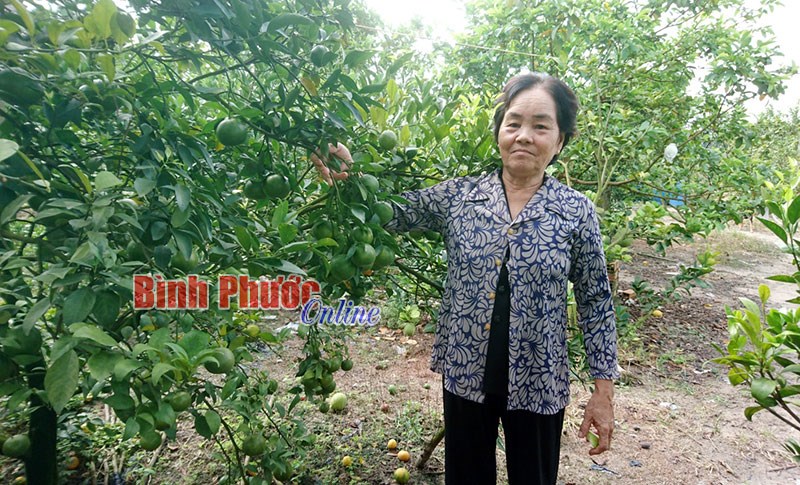 Tuổi cao, chí càng cao