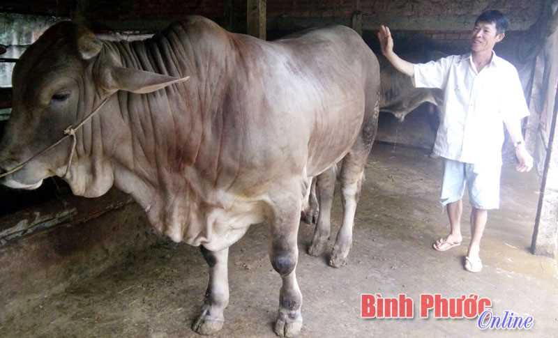 Cải tạo đàn bò theo hướng chuyên thịt