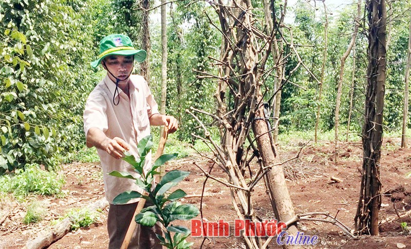 Nhiều hệ lụy vì tiêu chết hàng loạt