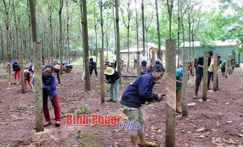 Đổi đời nhờ gắn bó với nông trường cao su