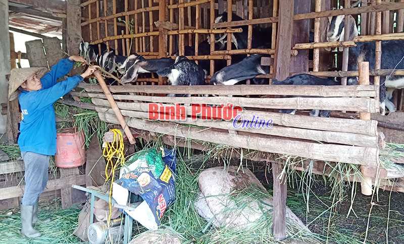 Phụ nữ Tân Thành ra mắt Tổ hợp tác chăn nuôi, kinh doanh dê