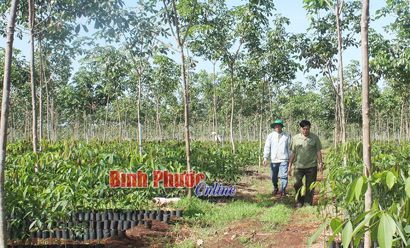 Trầm lắng thị trường cây giống cao su