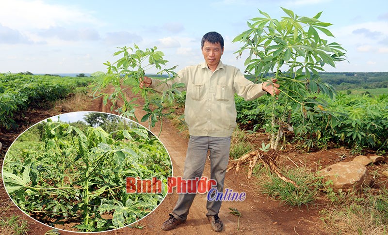 Người trồng mì điêu đứng vì bệnh lạ