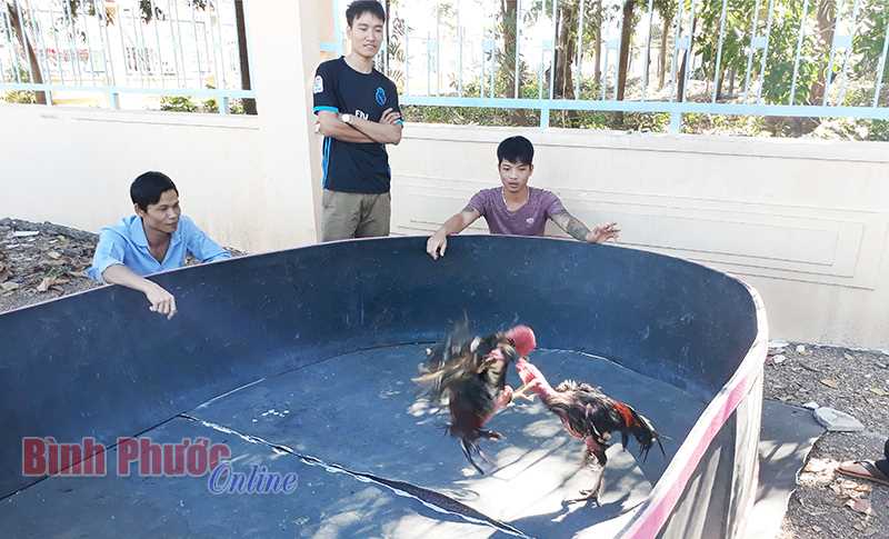 Khó khăn trong đấu tranh tệ nạn đá gà vùng giáp ranh