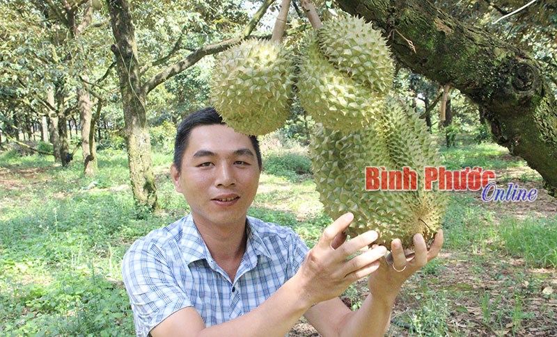 Làm gì để sầu riêng Bàu Nghé vươn xa?